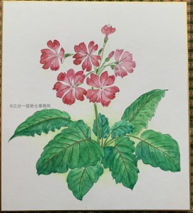 日本桜草