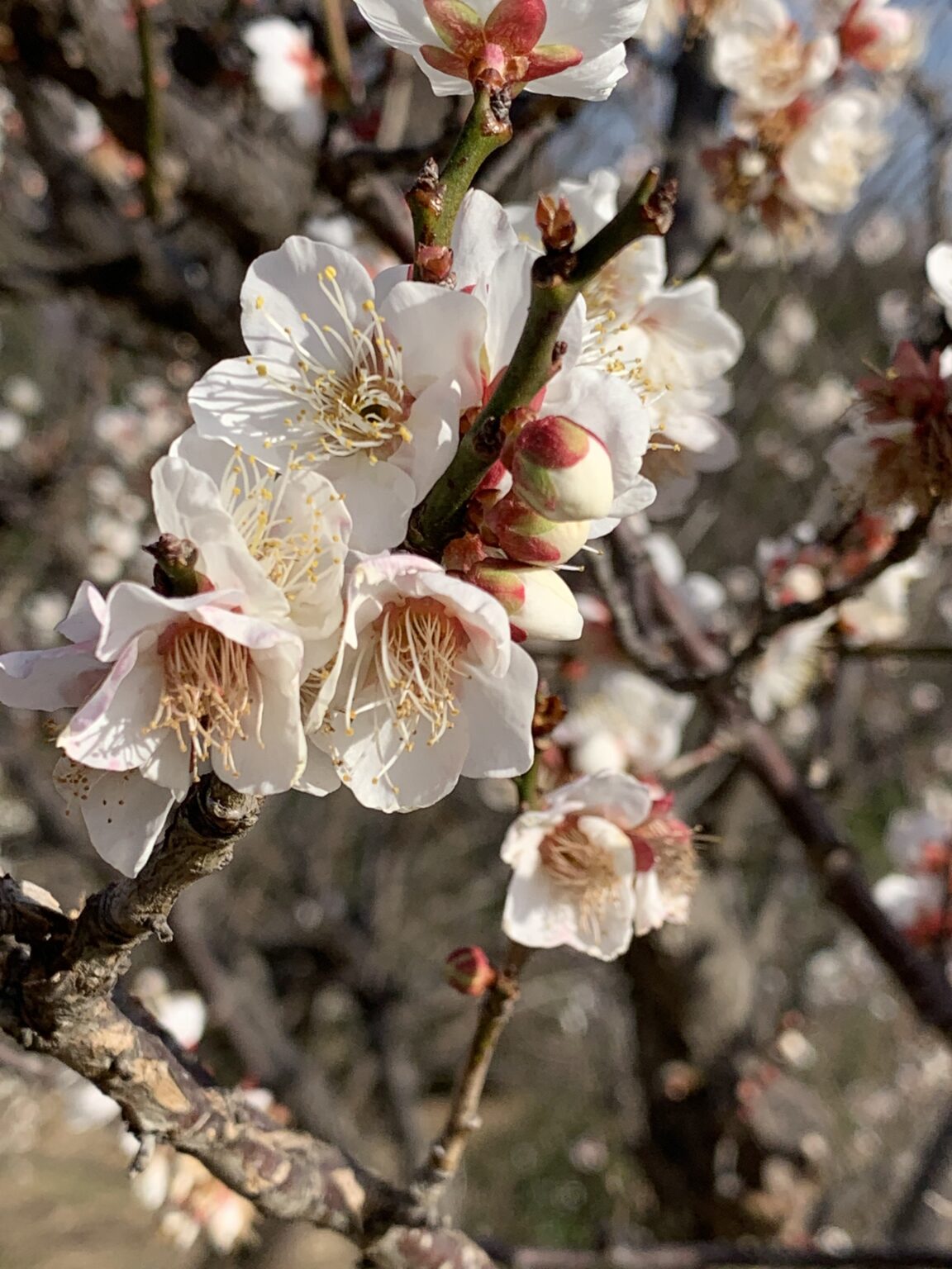 SAMBUICHI Professional Engineer s Office sambuichi-professional-engineer-s-office