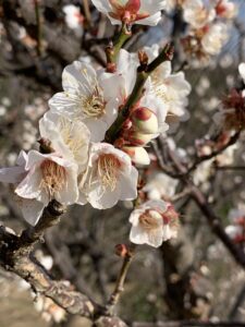 XBRL-GL SRCDタクソノミの要件：xBRL-CSVと階層的整然データ構造の使用