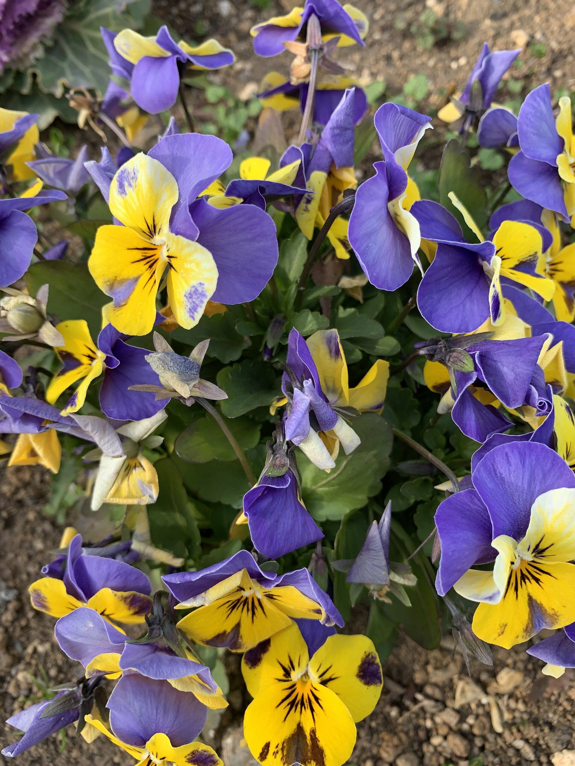 2024 年 3 月调查回顾:欧盟数字钱包分化读者群