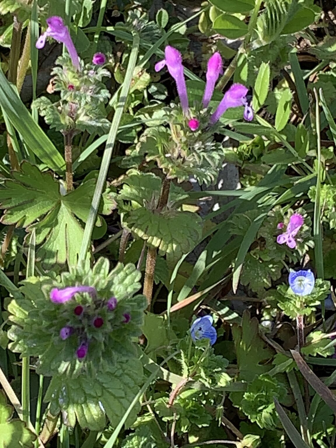 アレルギー患者のための犬 - どの品種が適していますか?