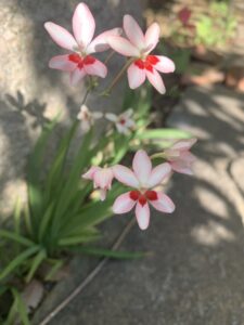 JP PINTのSchematronスクリプトの不良に関する考察