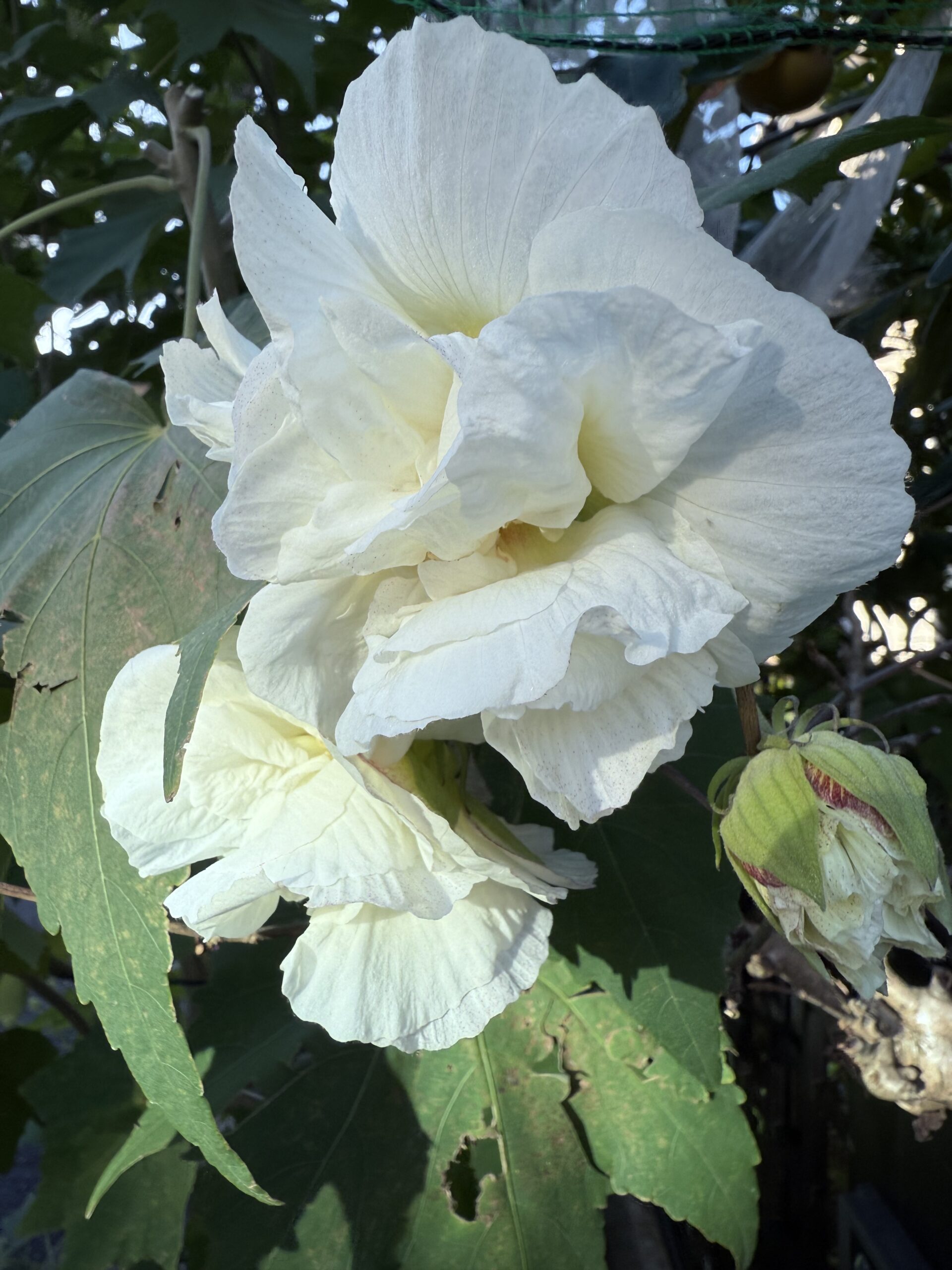 CII ヘッダ財務調整(CI_Financial_Adjustment)と「前月請求分入金」の請求書鑑表現ガイド