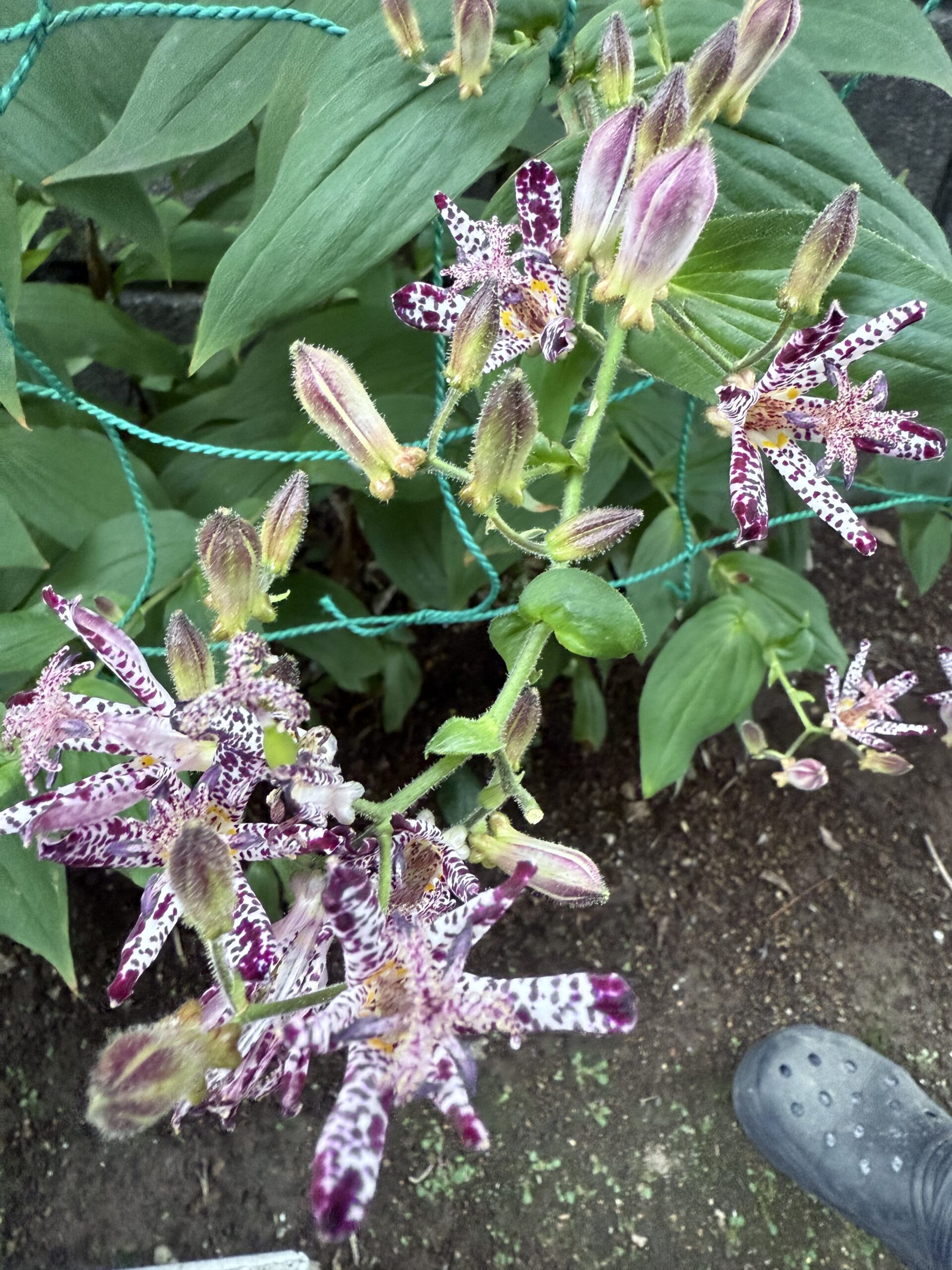 Peppol Invoice Response プロセス・ルール要約