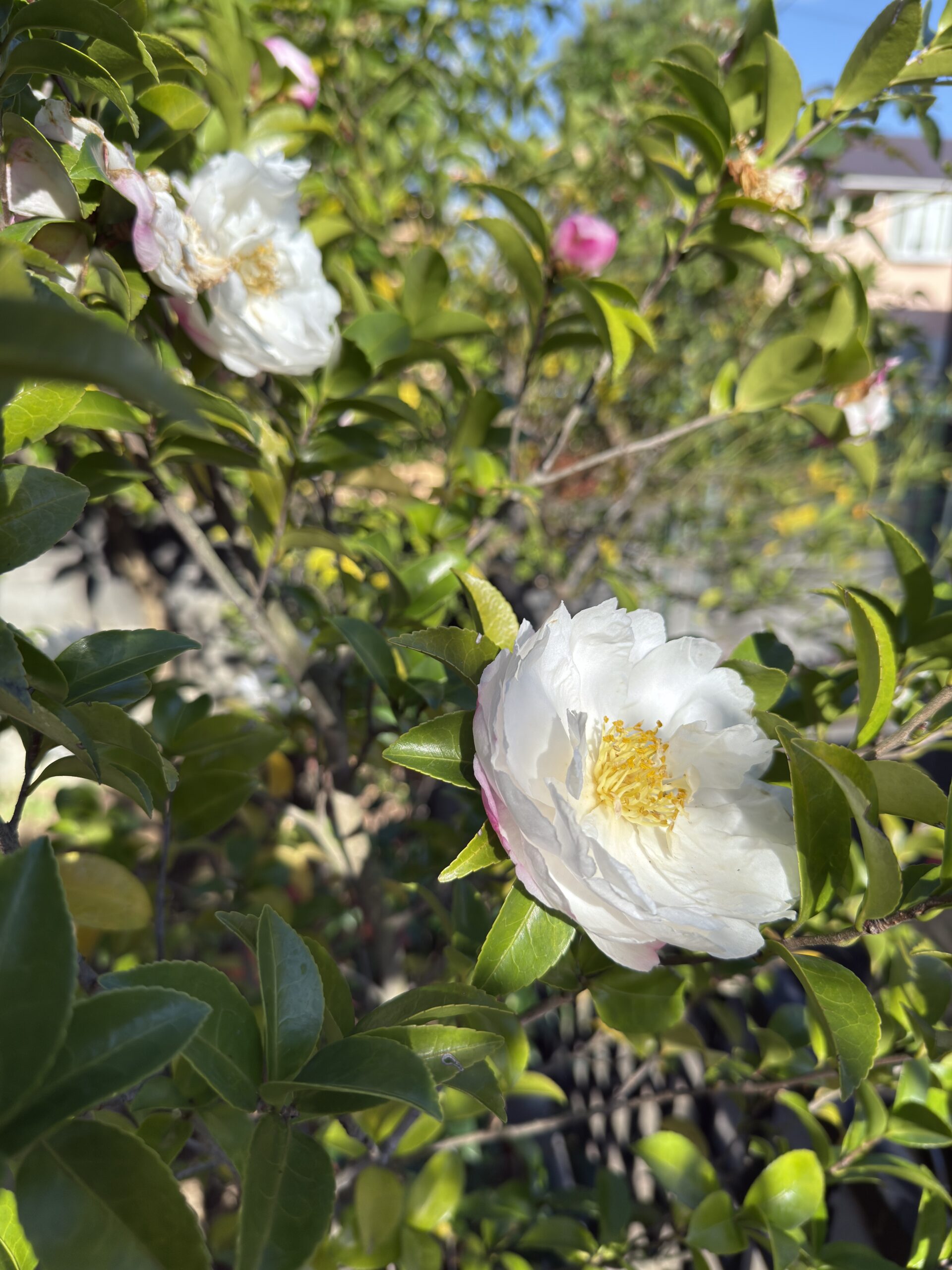 Open Peppolプロバイダーは「47日証明書時代」とどう向き合うか