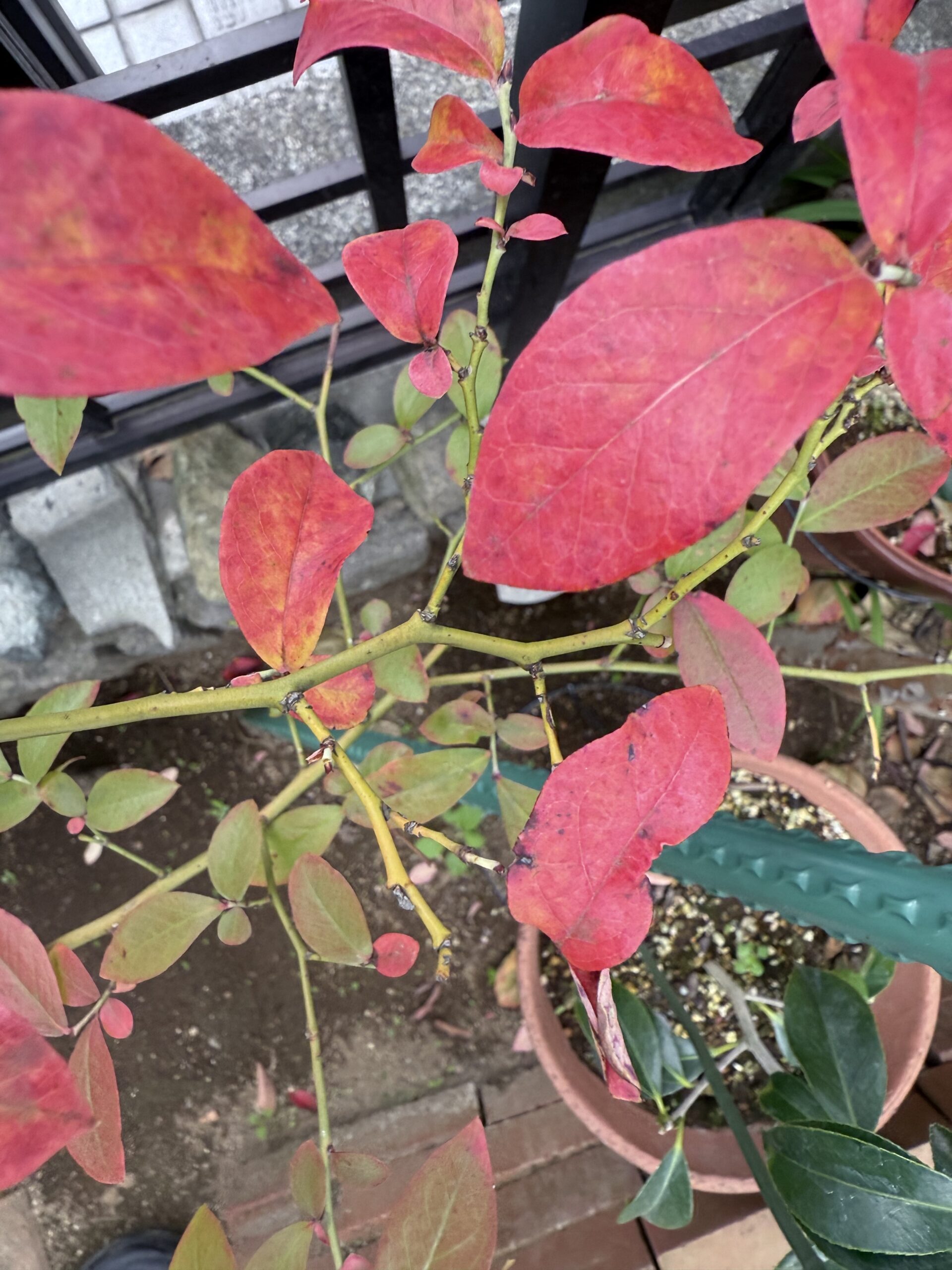 デジタル取引の新時代：Peppol BIS 4.0 と ViDA がもたらすグローバル標準化と日本の展望