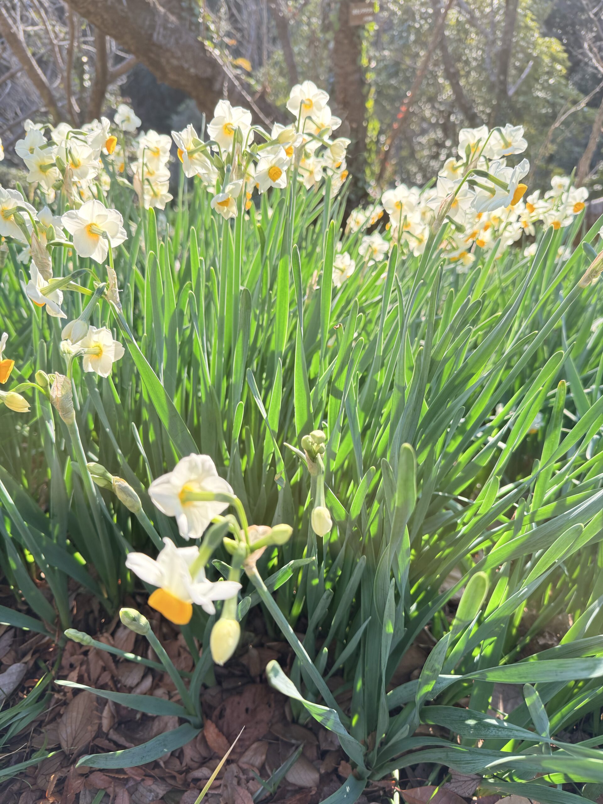 Windows 11 PowerShellで grep 相当の検索と diff を行う