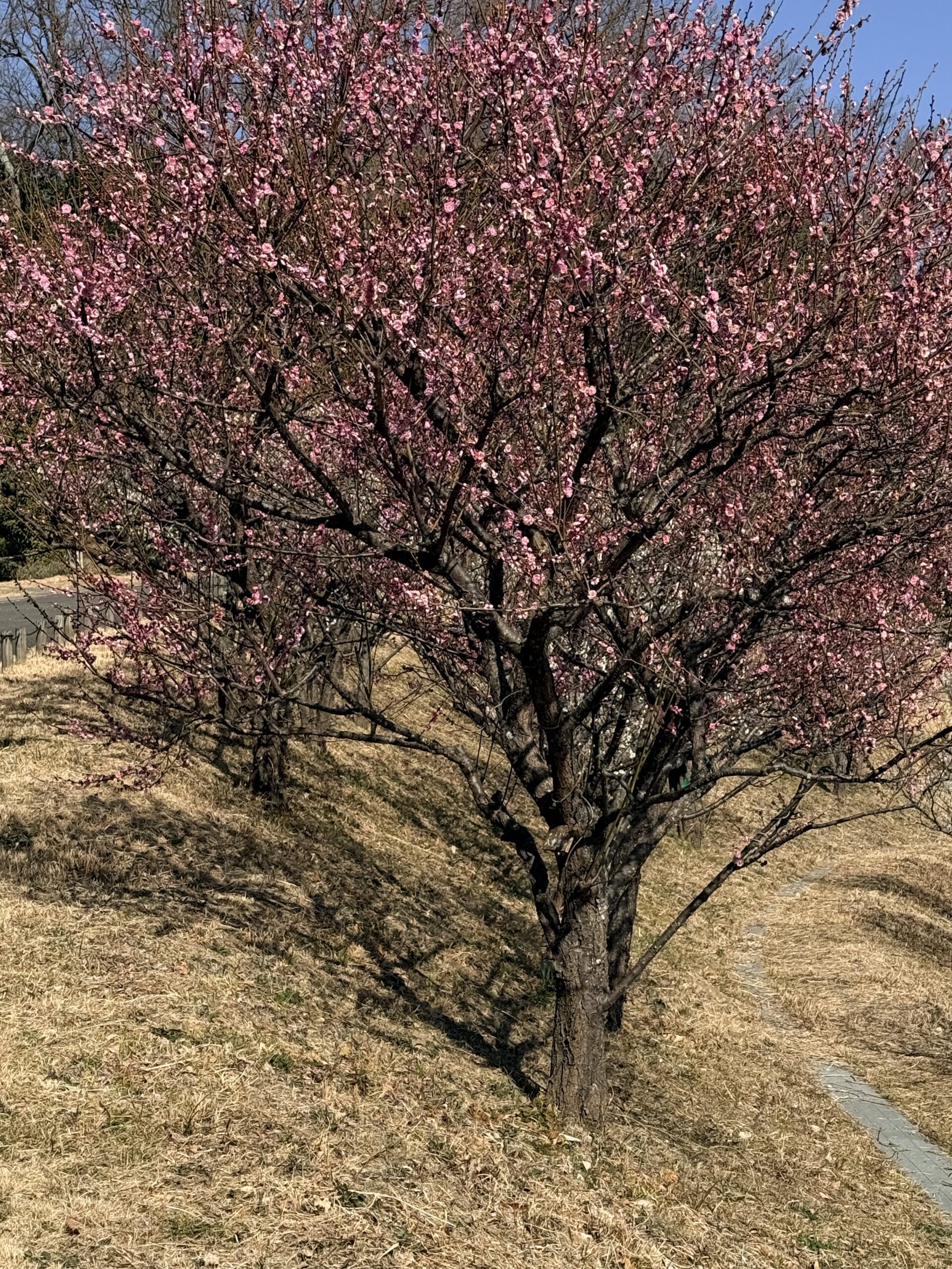 SMK を使った相互接続テストと 2026 移行テストの進め方