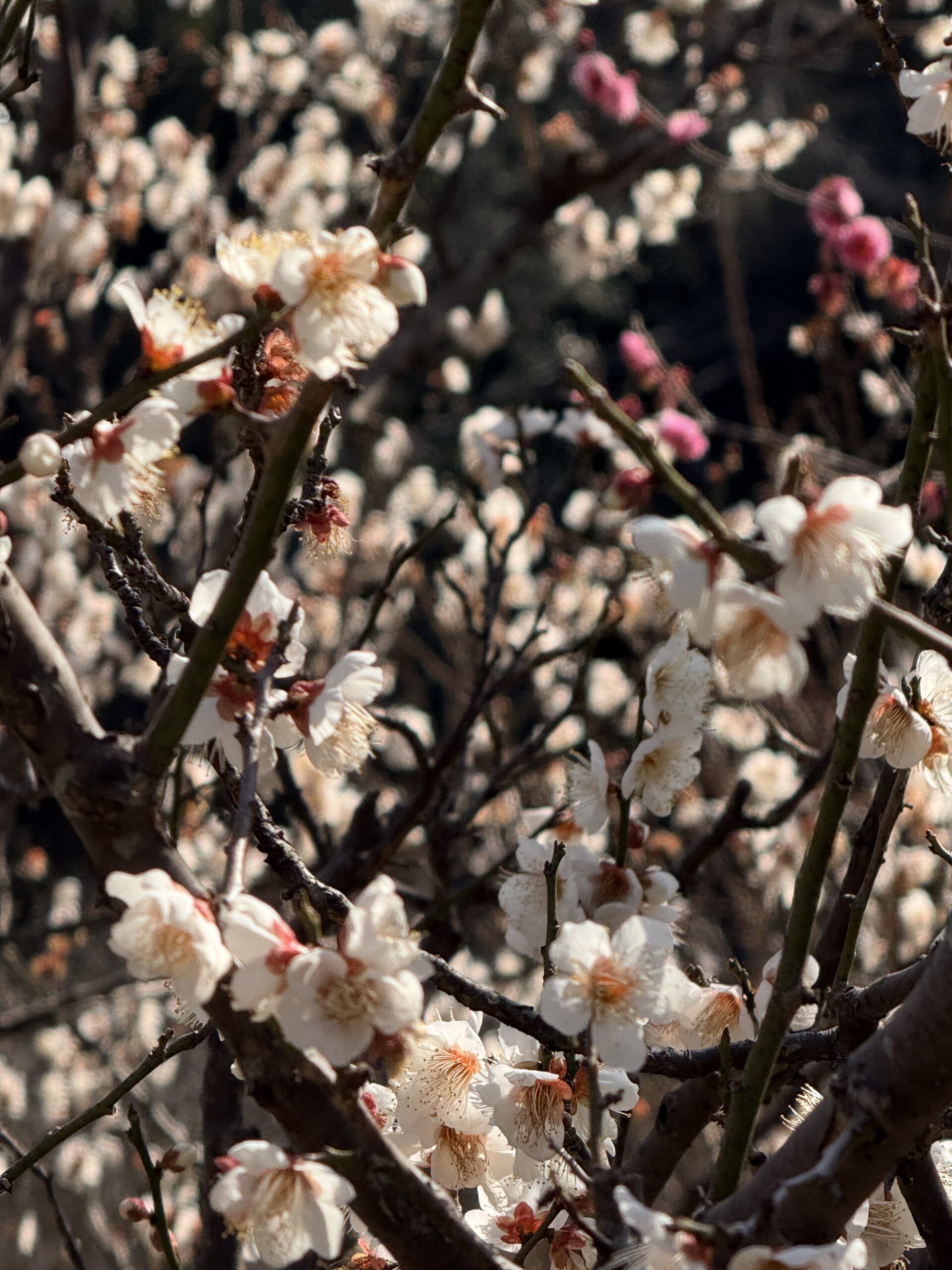 Peppol Global network data scanner(Network Data Surveillance)概要メモ