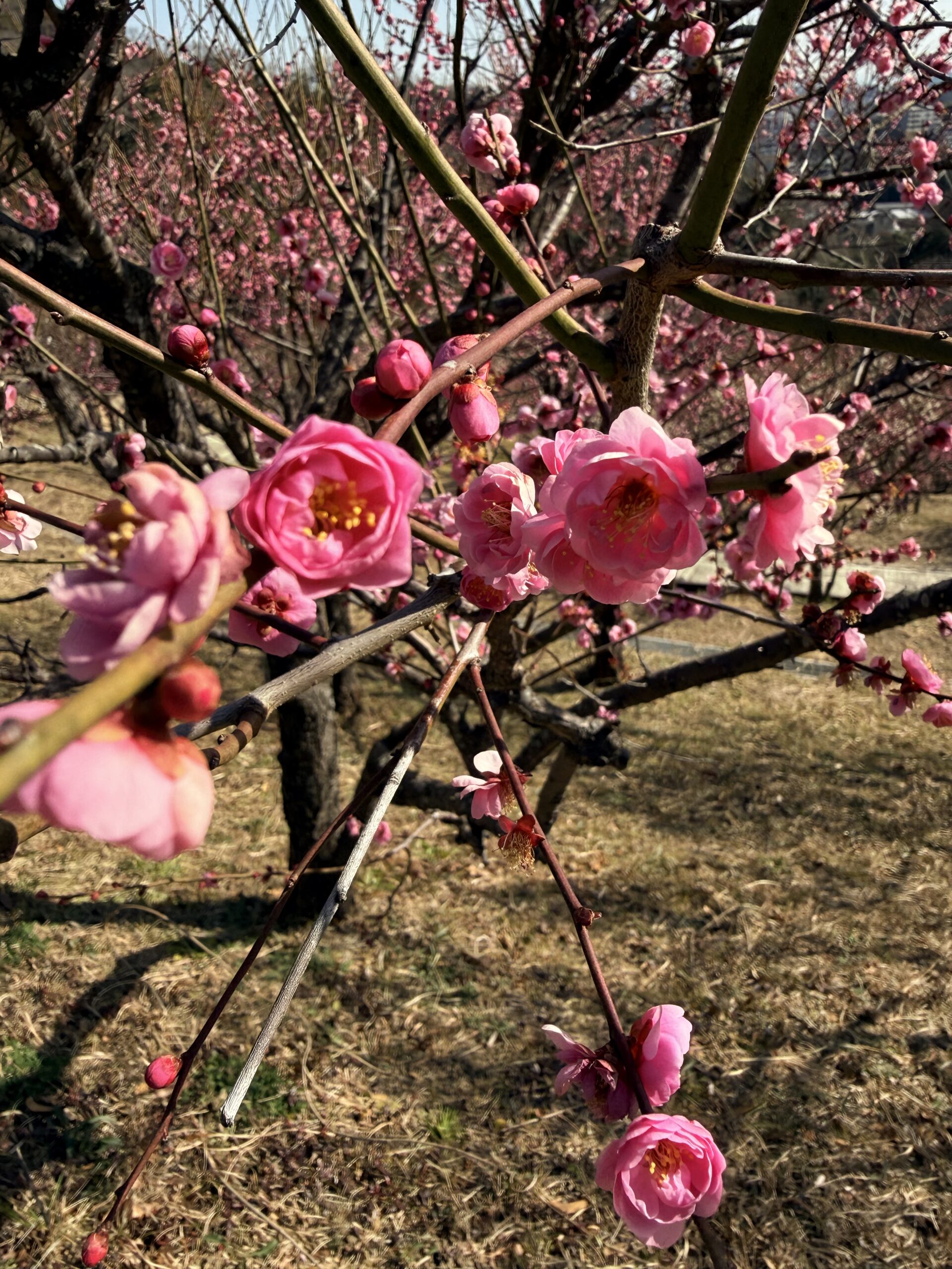 米国(DBNAlliance)とPeppolに学ぶ「業界EDI統合」— 日本の共通探索基盤(SML)と XBRL GL Next ハブ構想