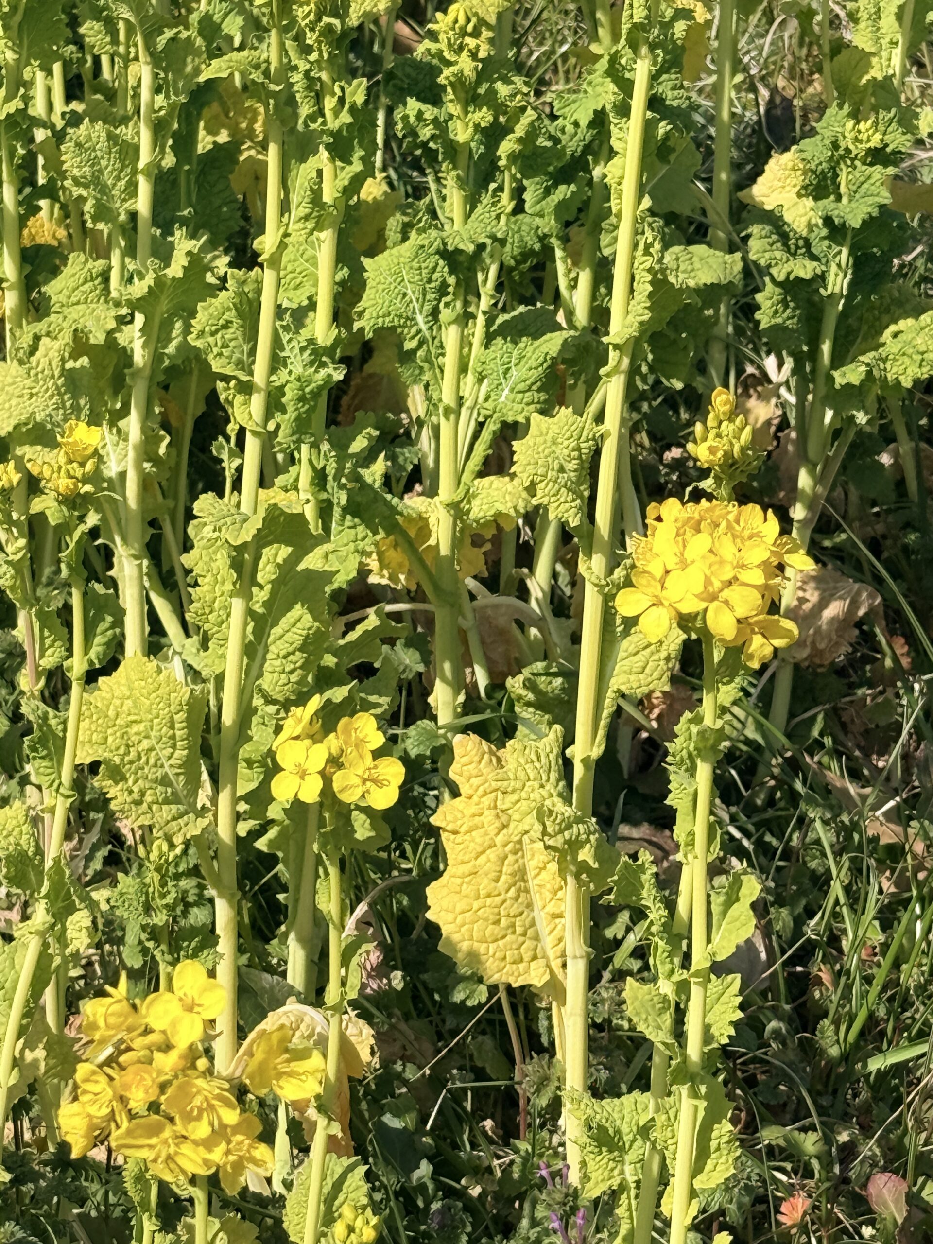 Peppol/JP PINT を端緒に「日本版RTE」を民間主導で動かす:XBRL GL Nextで“出口”を揃える