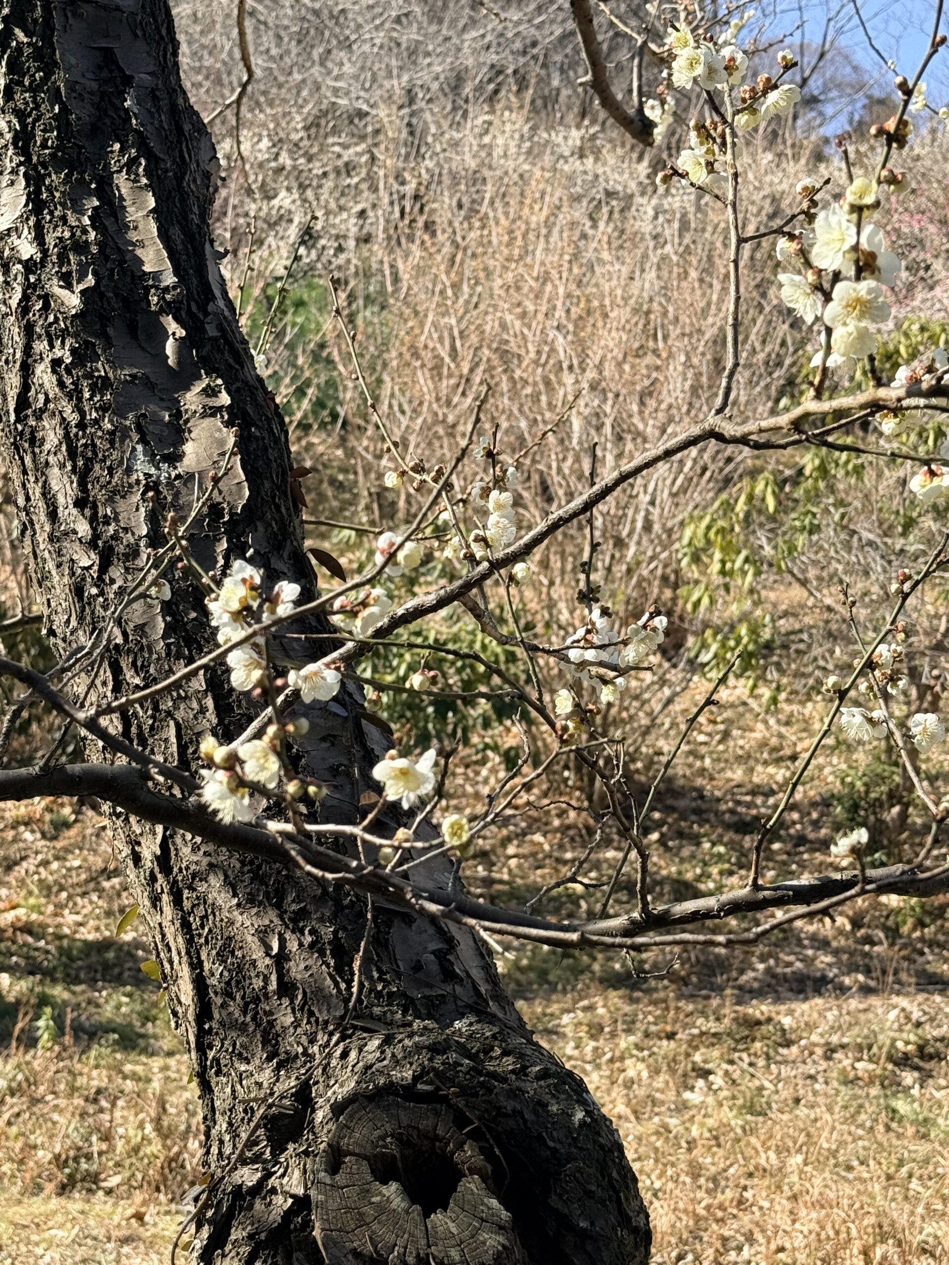 Windows PowerShell で bak バックアップコマンドを登録する手順