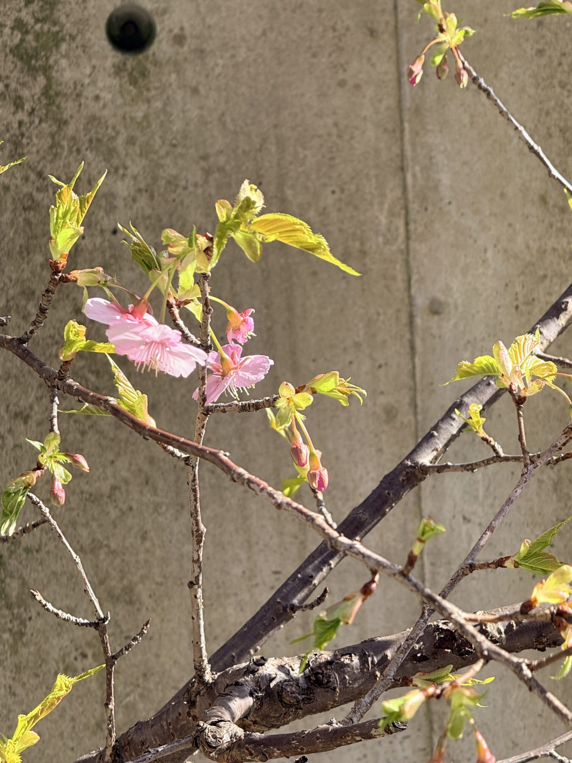 OpenPeppolのOperating Officeの位置づけ