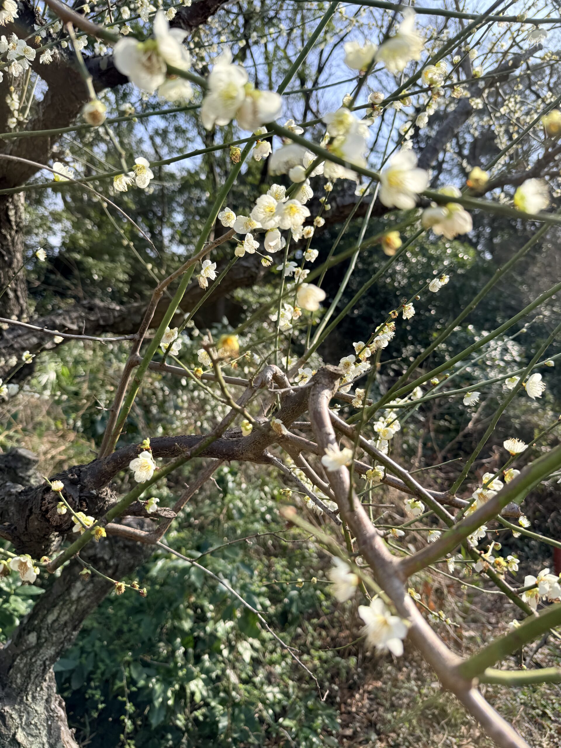 Windows 11 Apache24 環境が今も起動できるかを確認する手順