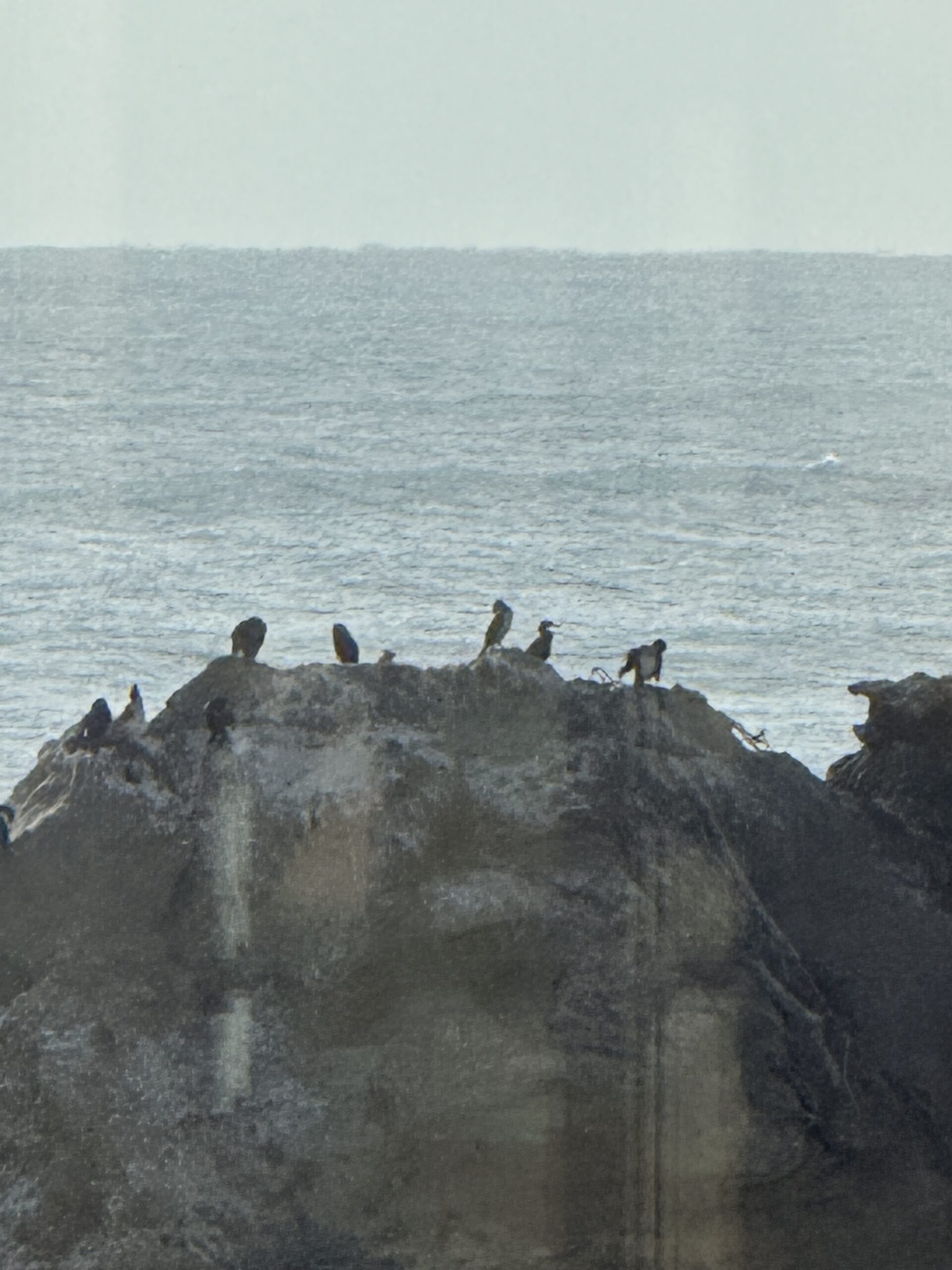 OpenPeppol・Peppol Authority・Service Provider の責任分担と報告のしくみ