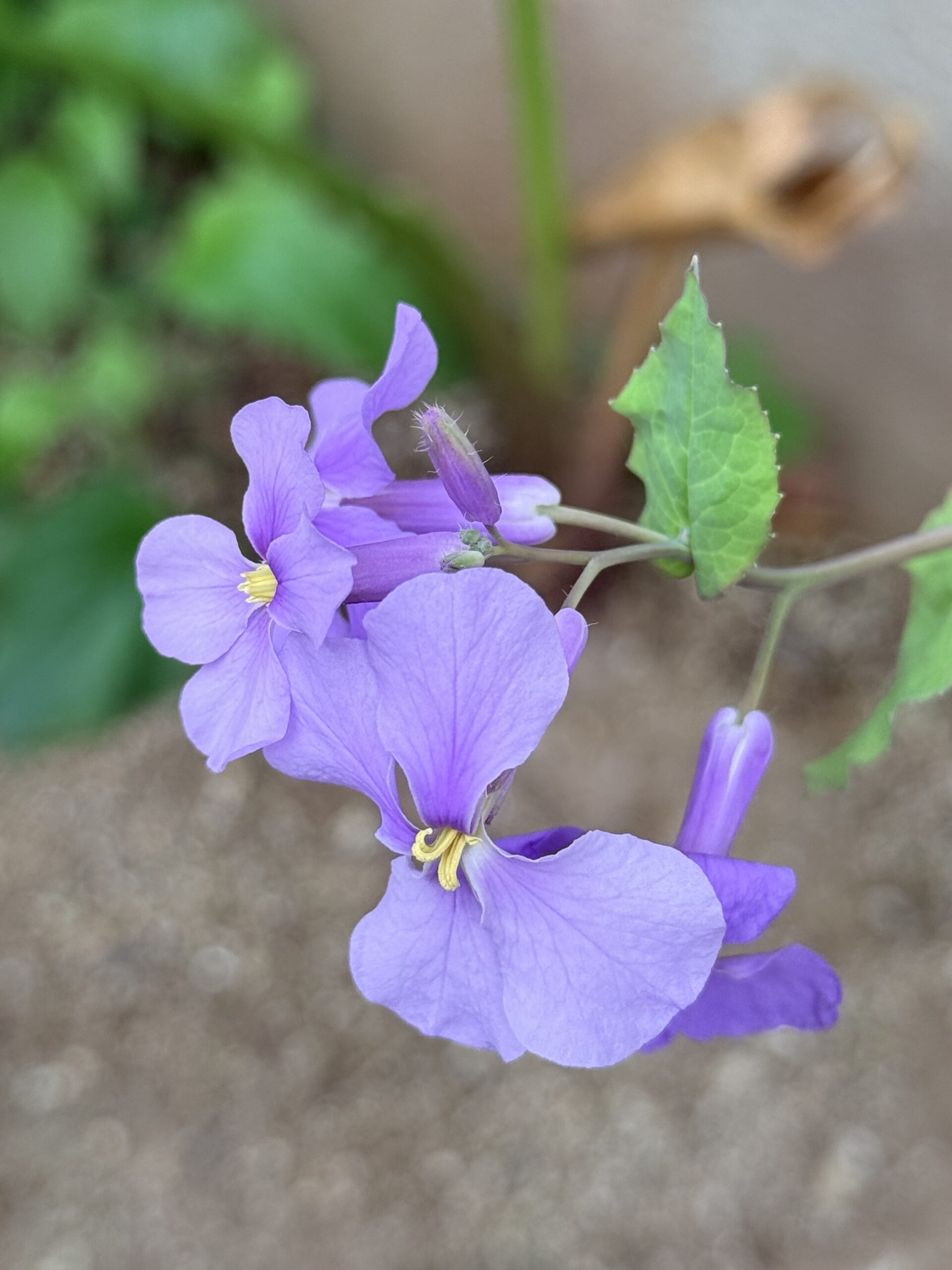 JP PINT における源泉所得税と立替金の扱い