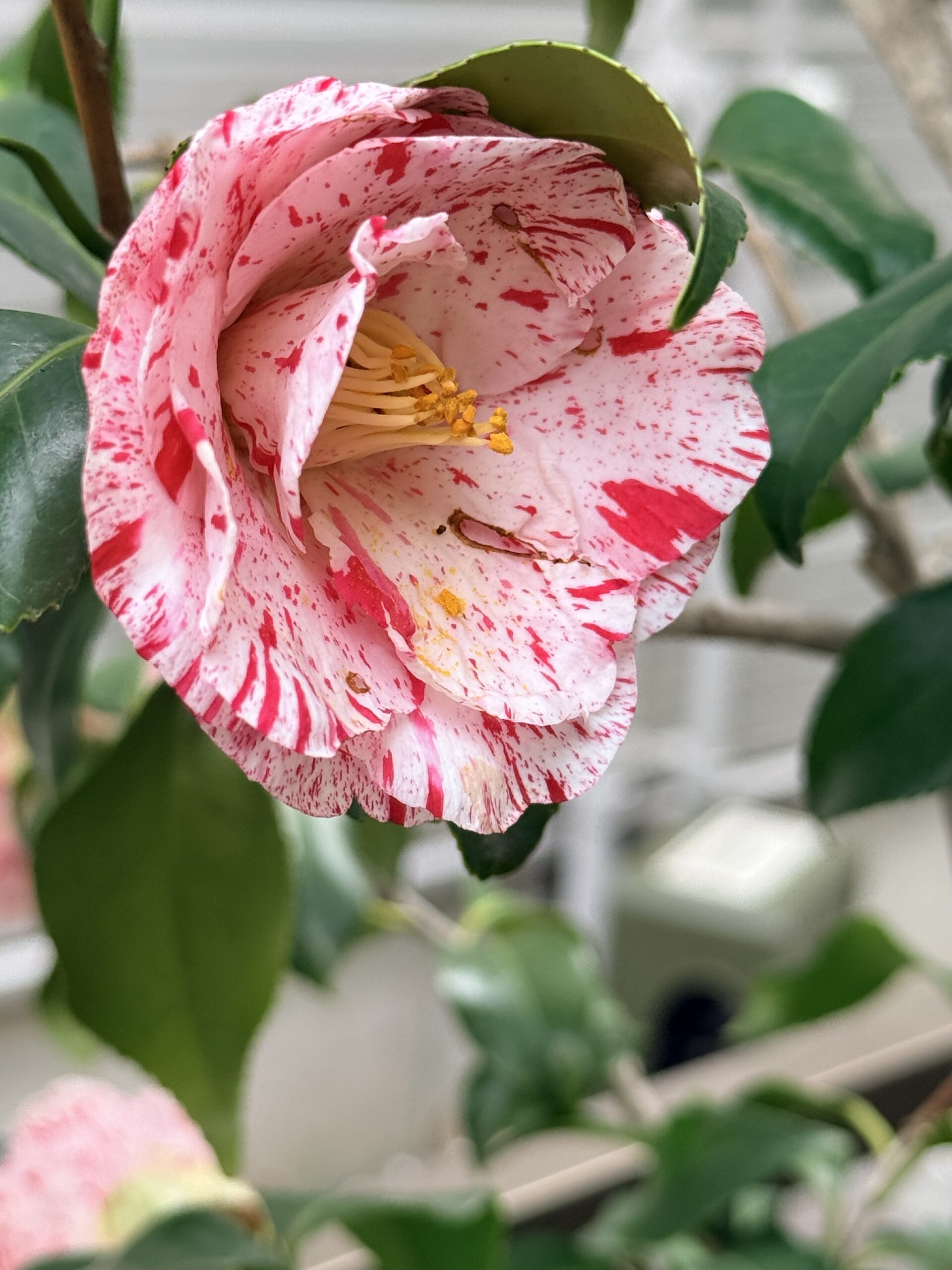 エストニアの MCDS と XBRL GL