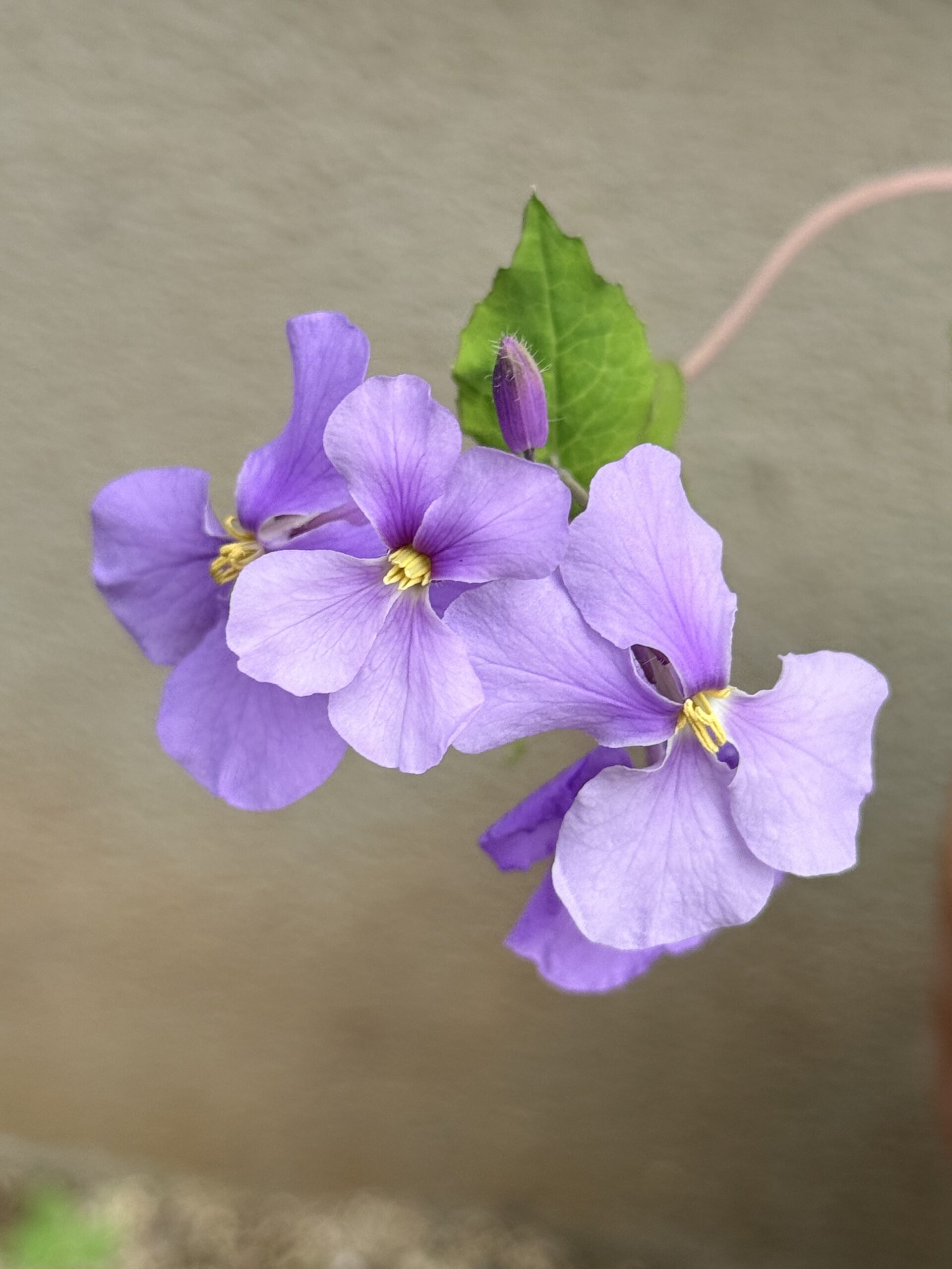 Peppol に Remittance Advice が無いのはなぜか