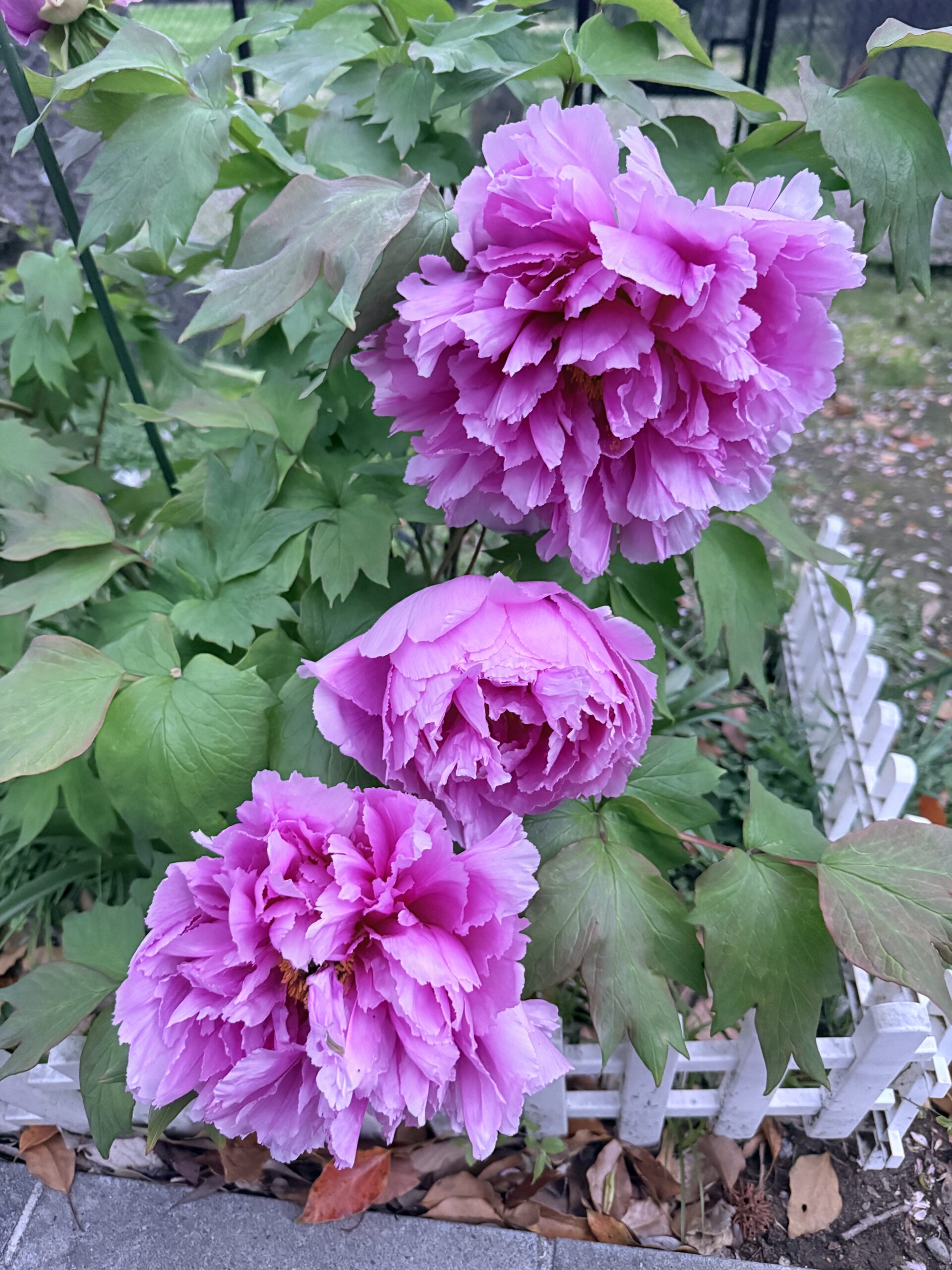 JP PINT 文書の課題と Help Center 回答 — 6件の指摘から見えた論点