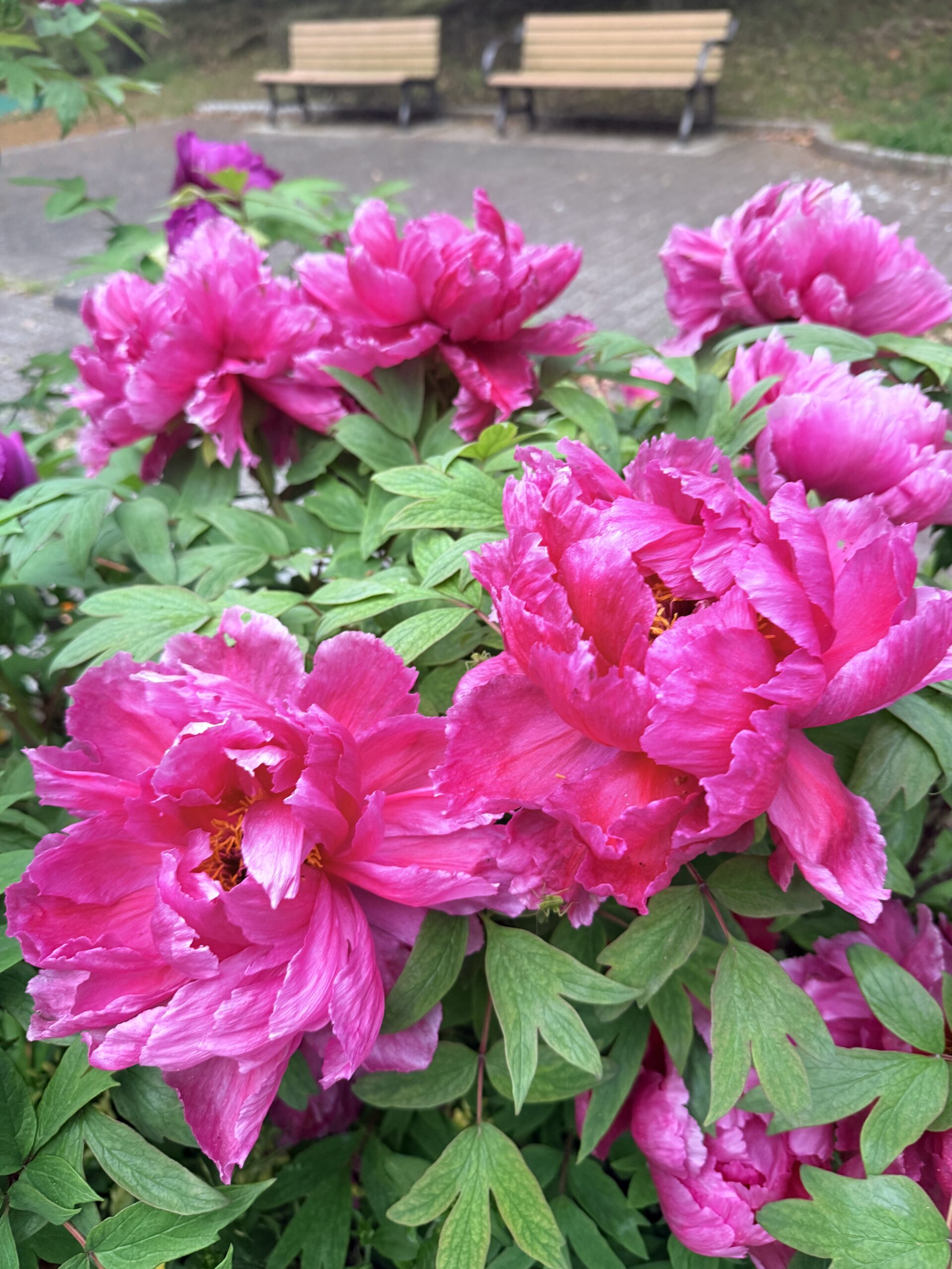 共通論理モデルとSyntax bindingでOpenPeppolを汎用交換基盤にできるか — EIPAへの提言